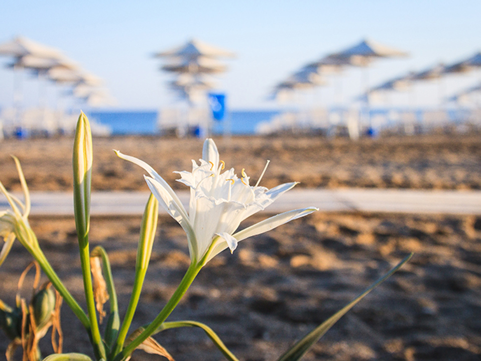 Sea Daffodil: The Protected Sand Lily