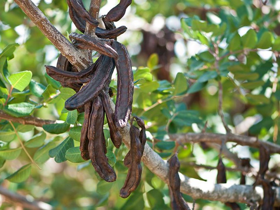 Carob: Crete’s unknown superfood