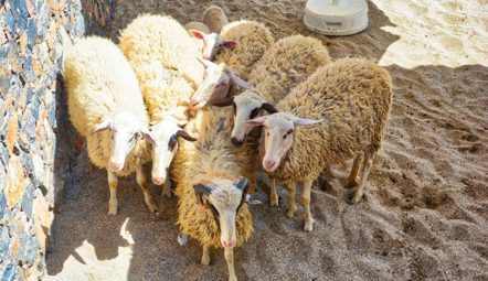 We Do Local: Traditional Sheep Shearing at Creta Maris Resort