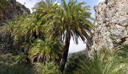 The biodiversity treasure of Crete: rare and endemic species