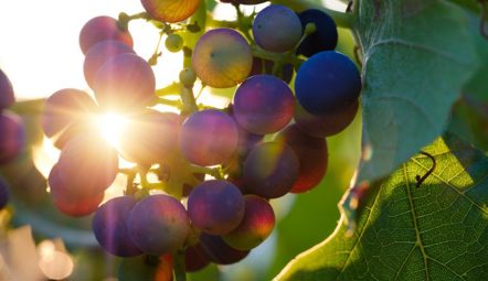 Cretan Wines History and Local Varieties