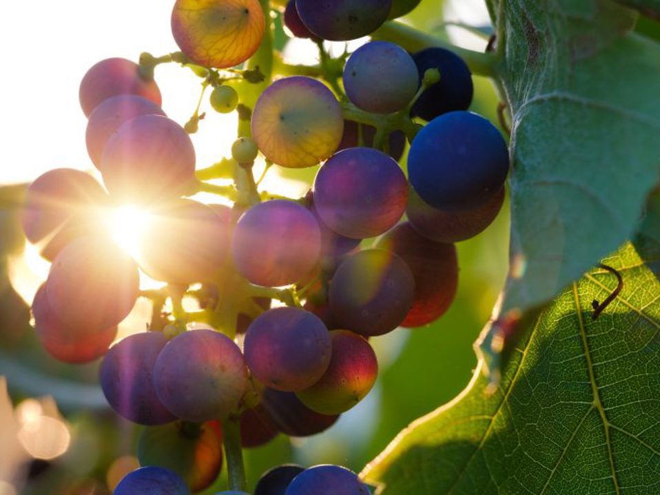 Cretan Wines History and Local Varieties